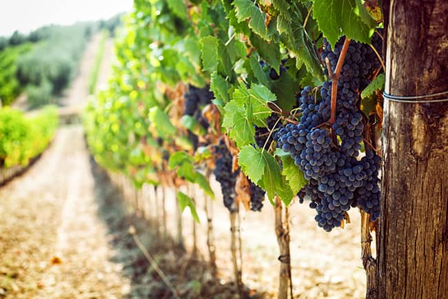 F&B Intro Grapes growing in vineyard